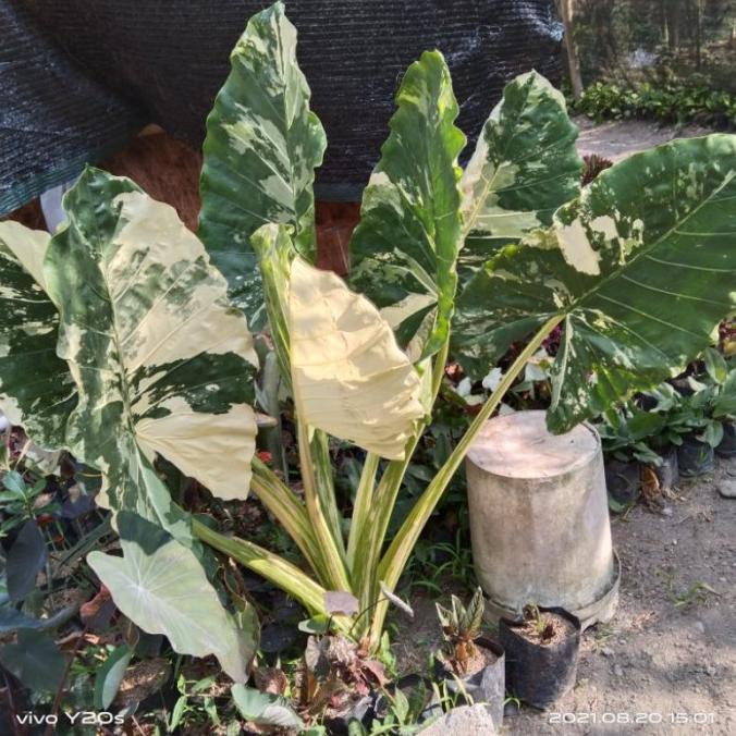Tanaman Hias Alocasia Varigata Lompong - Real Pict - Sente Varigata
