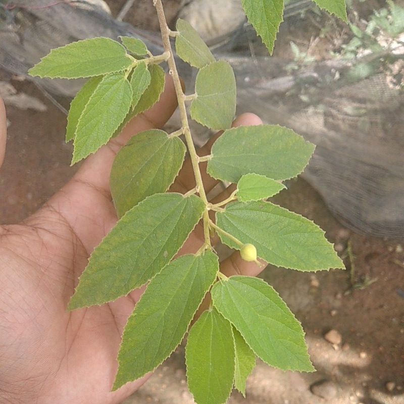 

daun karsen atau cery segar