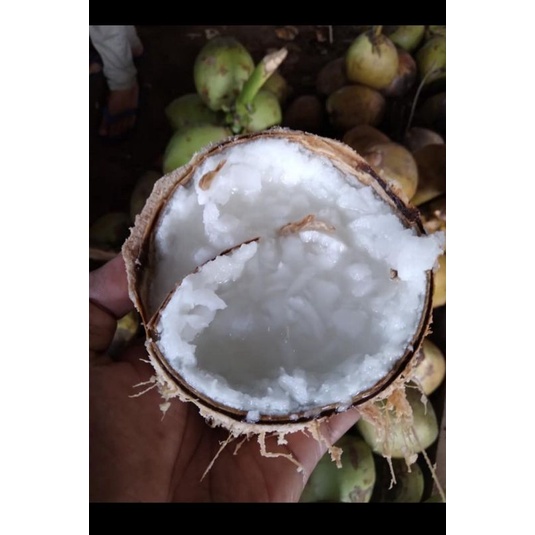 

kelapa puan/ kelapa kopyor