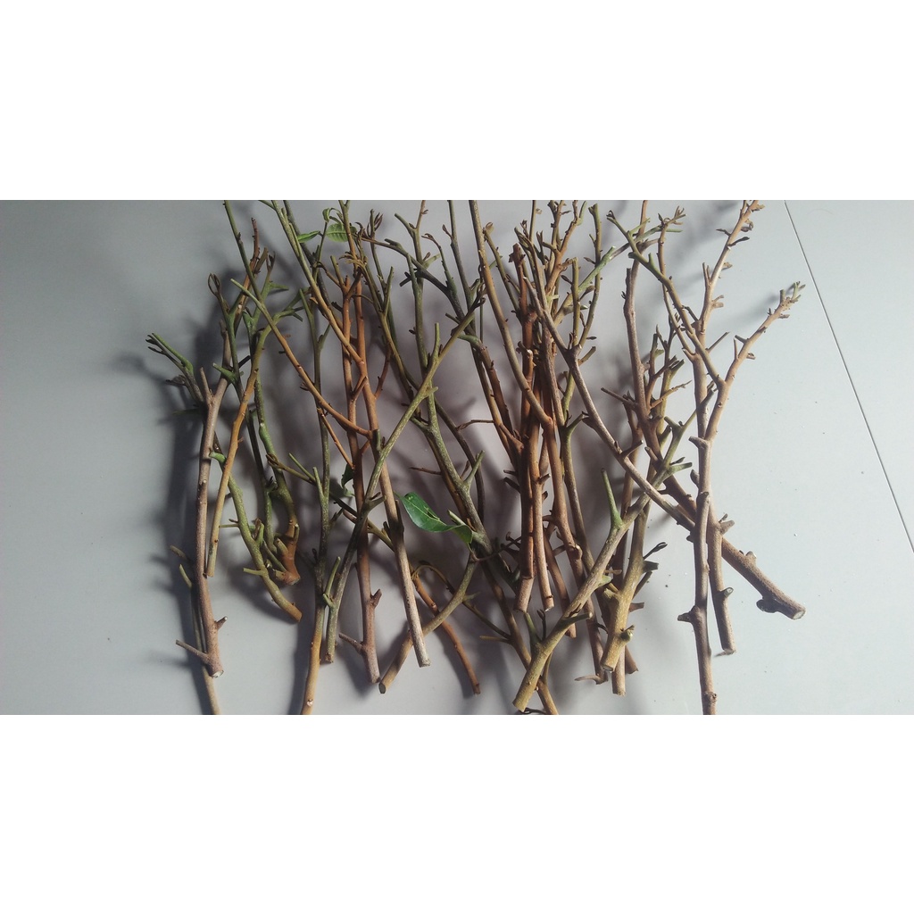 entres atau batang segar kelengkeng merah