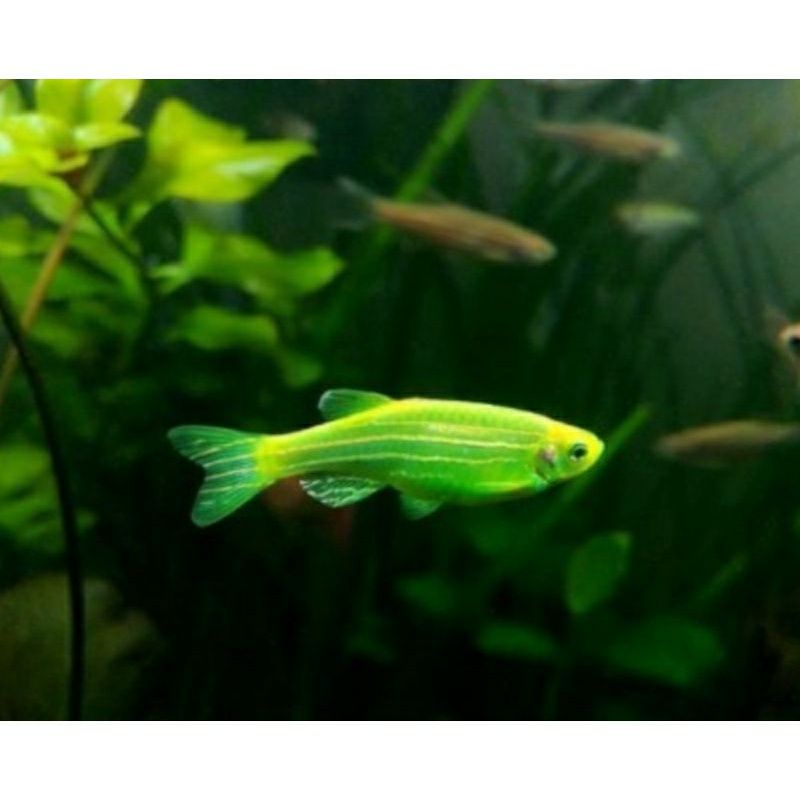 ikan danio glofish/ikan danio ikan zebra