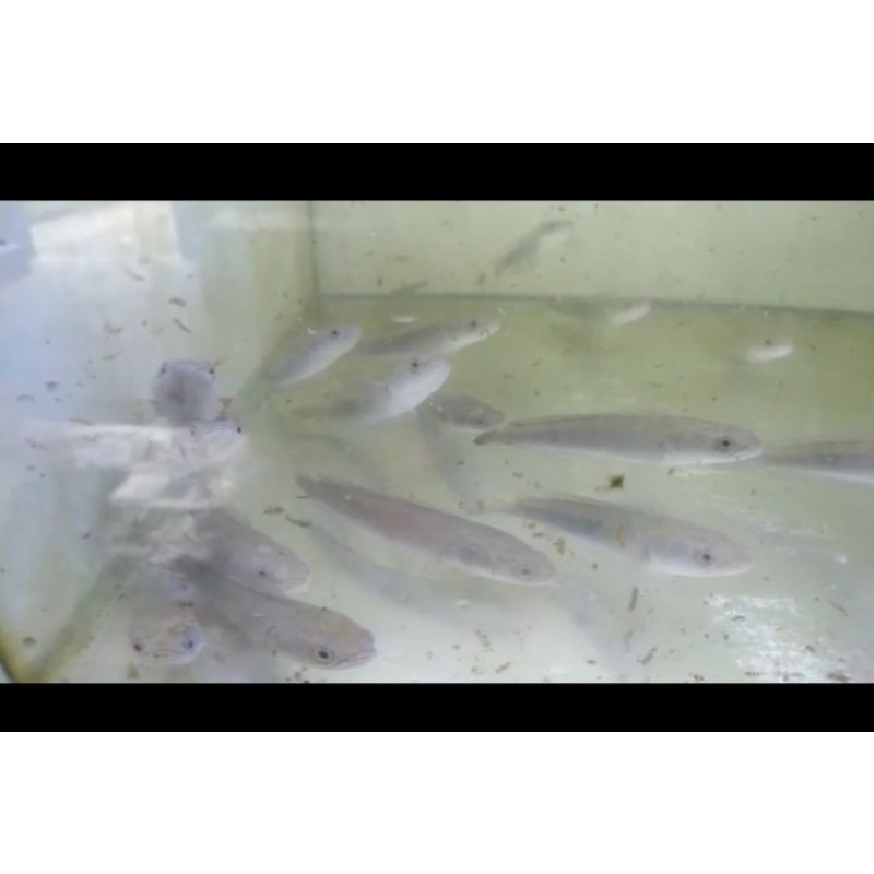 yellow Sentarum size 10-12cm