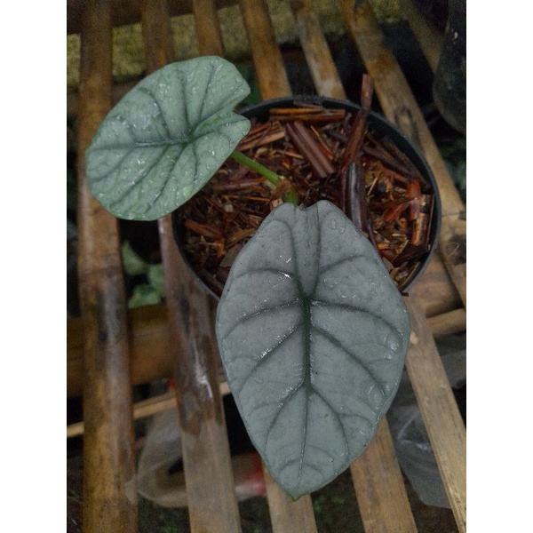 alocasia dragon moon