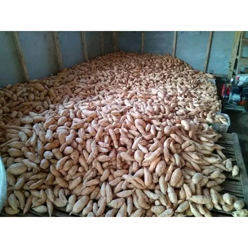 

UBI TELO MADU LUMER MANIS GEMPI 30 Kg UBI MADU BULUKERTO