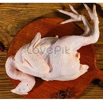 

Ayam Kampung Asli - ayam kampung segar/hidup