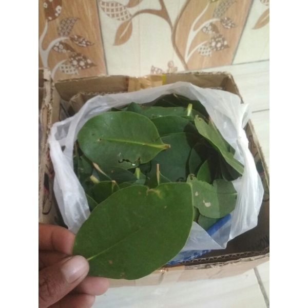 

DAHUN POHON BUAH SEGAR PEDADA 500 GRAM