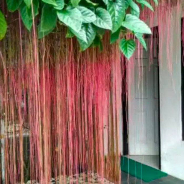 Tanaman hias CURTAIN IVY, AKAR GANTUNG