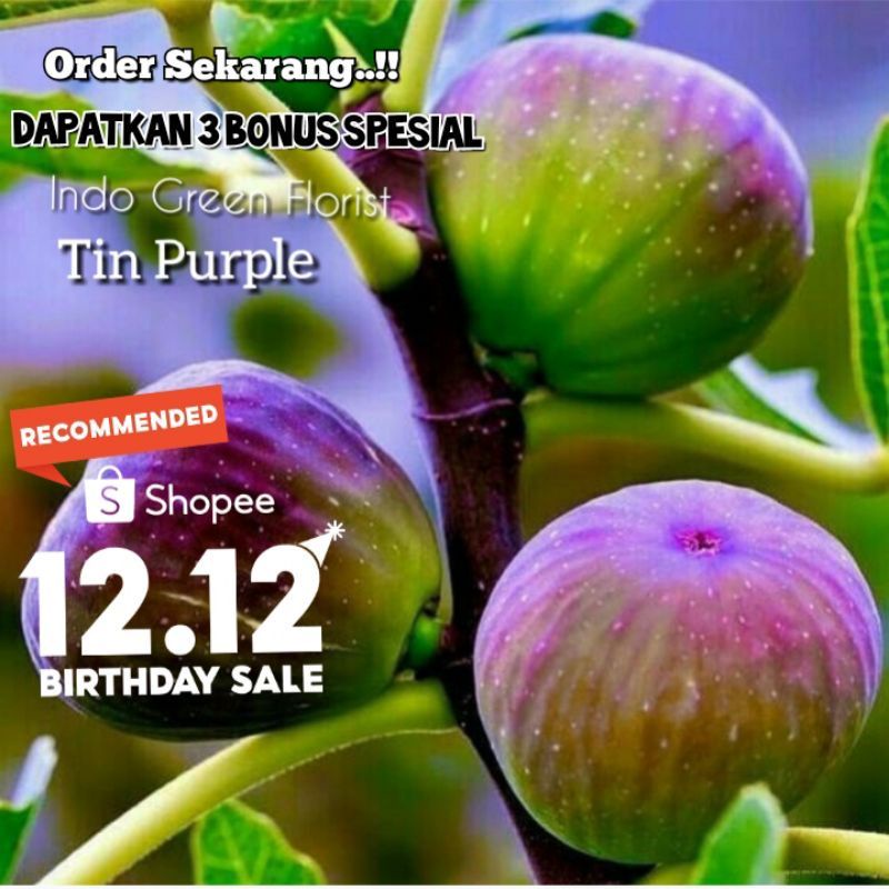 Bibit Buah Tin Purple Yordan Sudah Berbuah