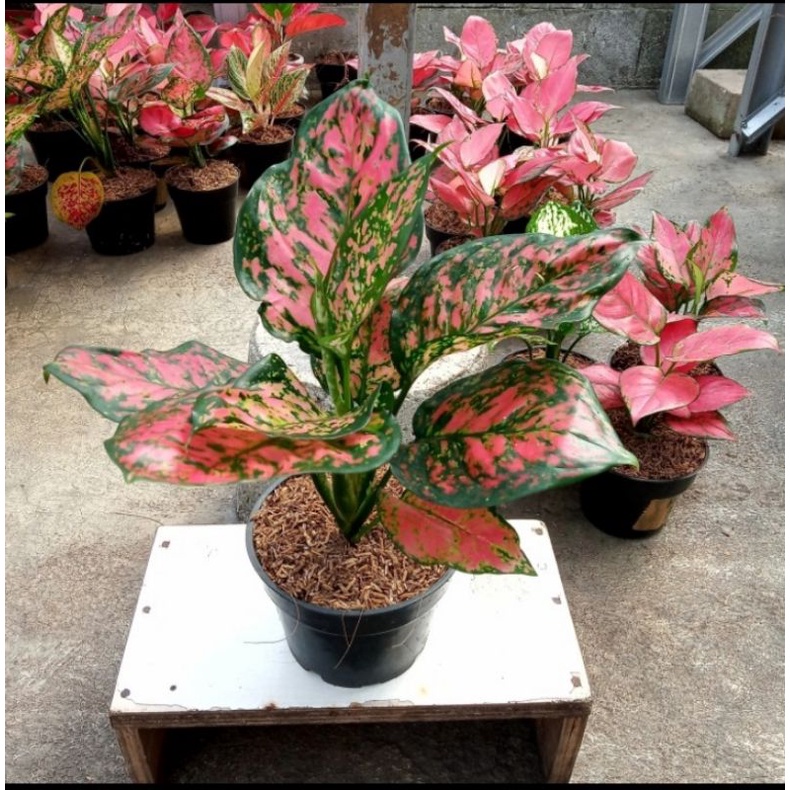 Promo Aglonema Dut Anjamani (Full Merah)