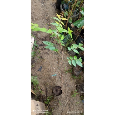 Bibit Belimbing Madu