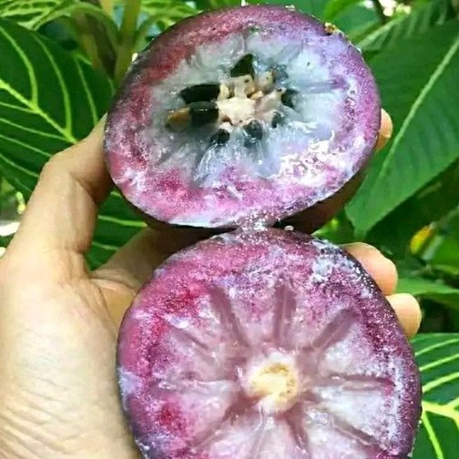 bibit kenitu ungu