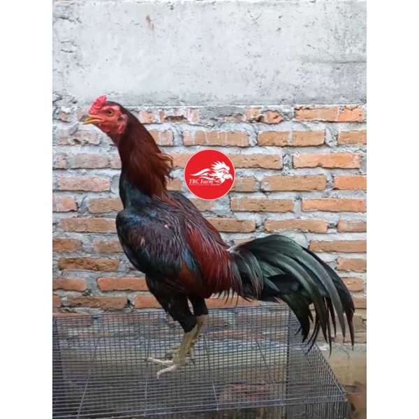 Ayam Mangon Jenis Telur Fertil