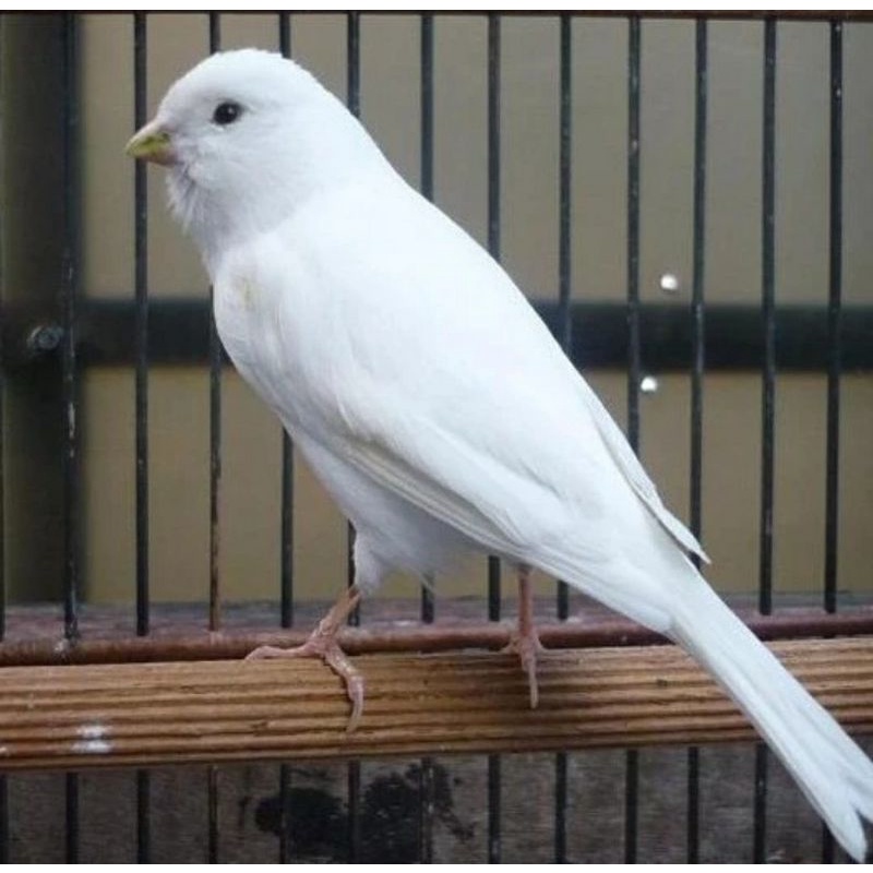 burung kenari putih jantan tinggal nunggu gacor