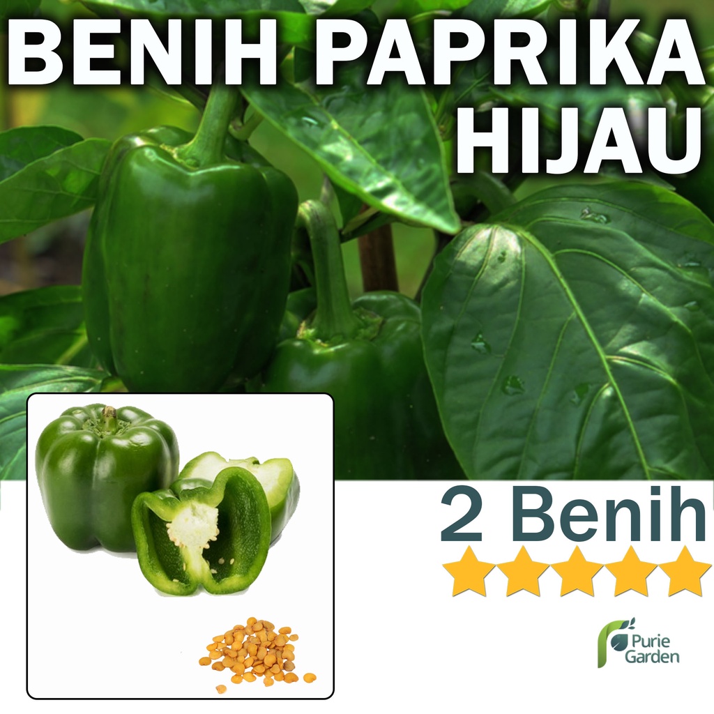 Benih Bibit Paprika Hijau 2 Benih Dua Ribuan PG KDR