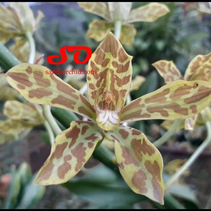 Grammatophyllum scriptum (dewasa siap berbunga)