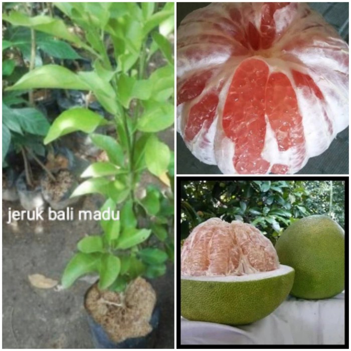 Bibit Pohon Buah Jeruk Bali Madu/Pamelo Madu aa33