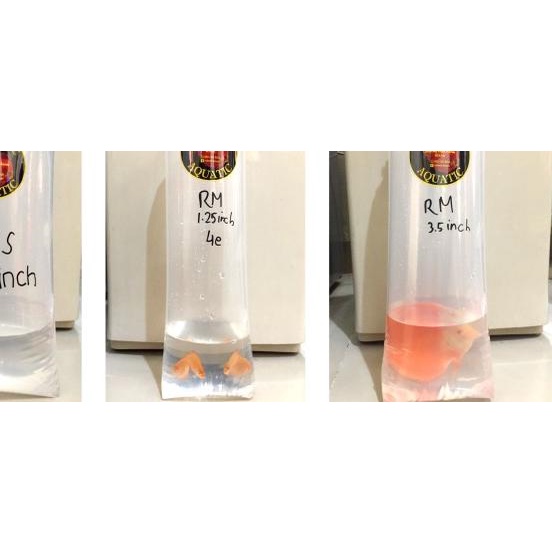 PLASTIK PACKING BUNGKUS IKAN DISCUS KOI LOUHAN TEBAL 0.8MM - 22 cm x 55 cm