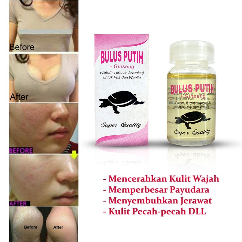 COD - ORIGINAL Minyak Bulus Eyang Laut / Minyak Bulus Putih