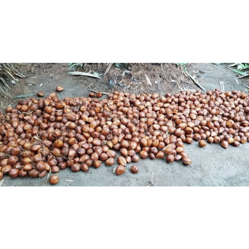 salak pondoh pilihan kwalitas grade