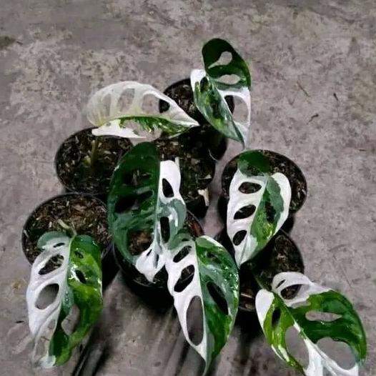 monstera adansonii variegata jepang-1daun ekonomis
