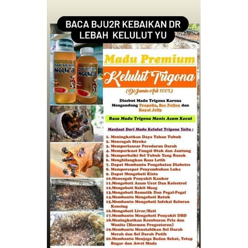 

madu kelulut