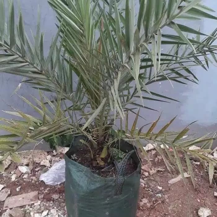 tanaman hias bibit pohon kurma ajwa / pohon kurma valid