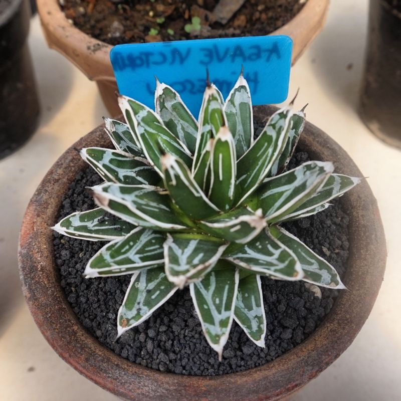 Agave Victoria Reginae