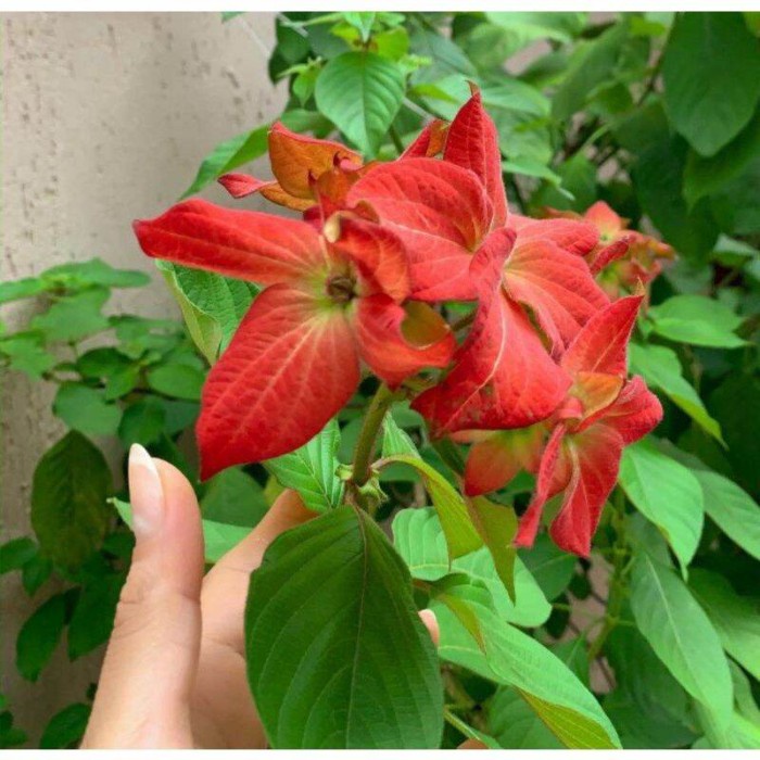 Tanaman hias nusa indah merah/tanaman nusa indah/pohon nusa indah