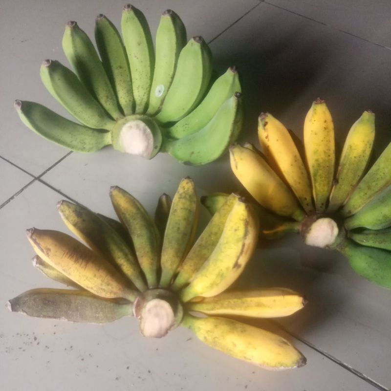 

pisang raja ayu