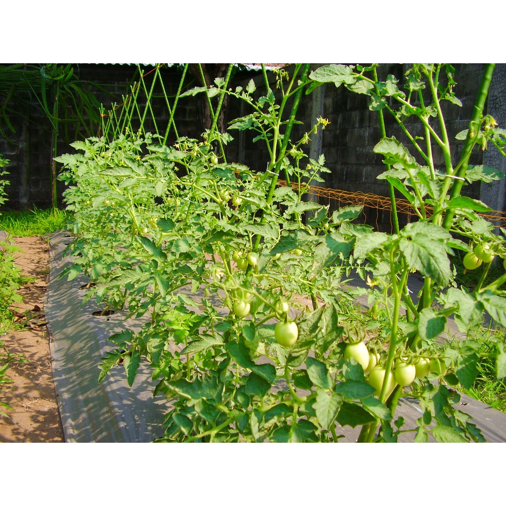 Ajir Penyangga Tanaman Modern / Plant Stake Takiron Diameter 8 mm x Panjang 75 90 120 150 cm Original Kualitas Ekspor