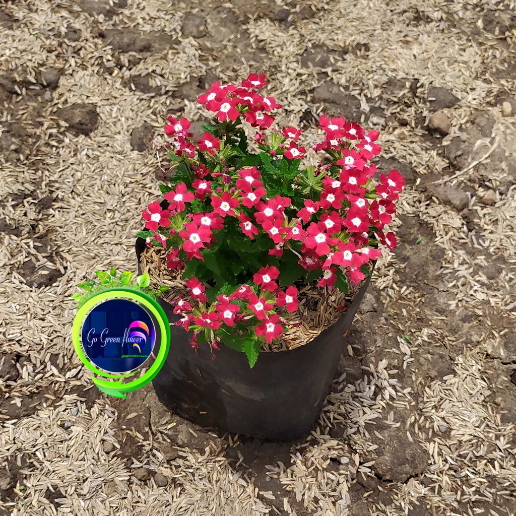 VERBENA BRASILLIENSIS verbena ungu verbena ping bunga cantik bunga mini ping