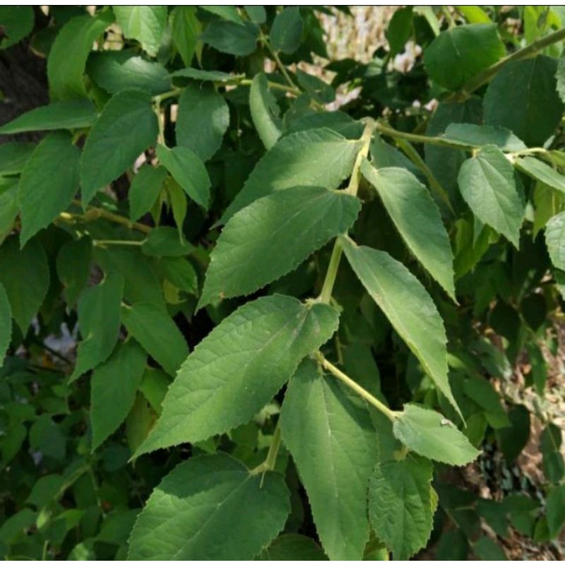 

Daun kersen/talok ceri segar 100 gr