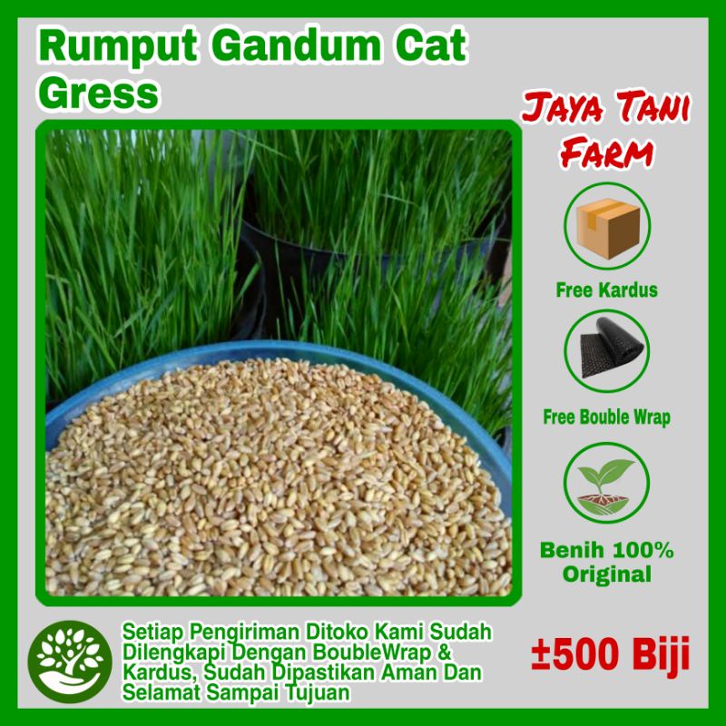 Jual Biji Benih Rumput Gandum Cat Gress Benih Rumput Kucing Bibit Rumput Kucing Biji