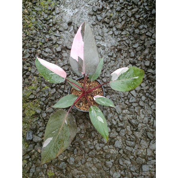 philodendron pink princes/philo pink princes/tanaman hias