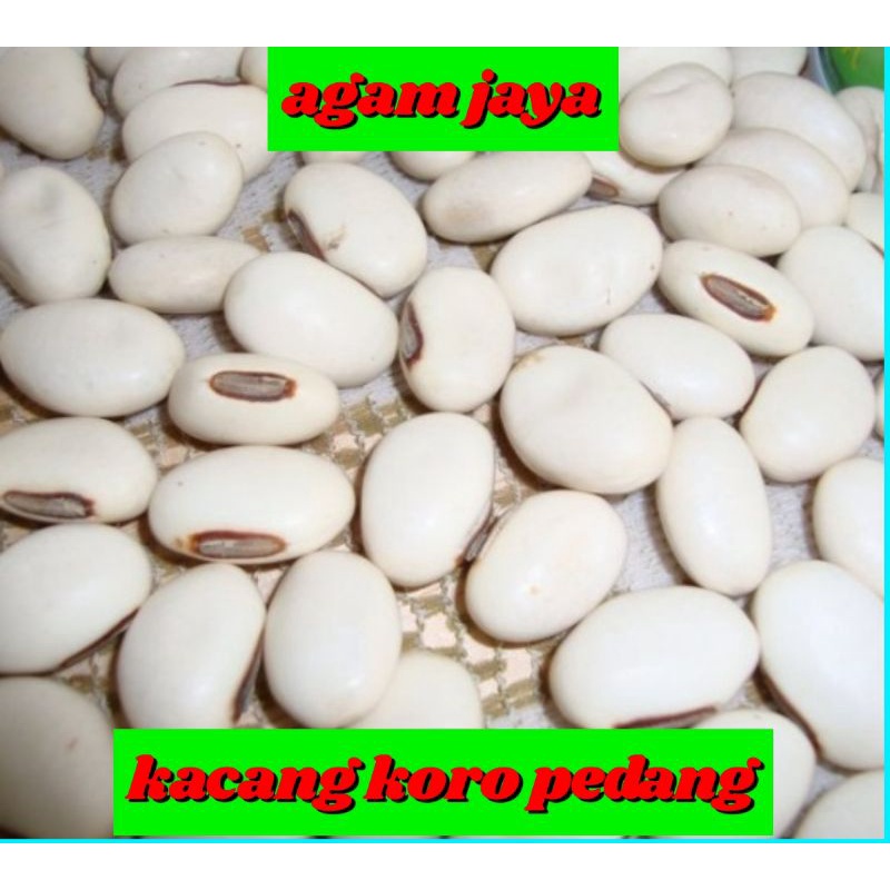 

kacang koro pedang isi 10 biji