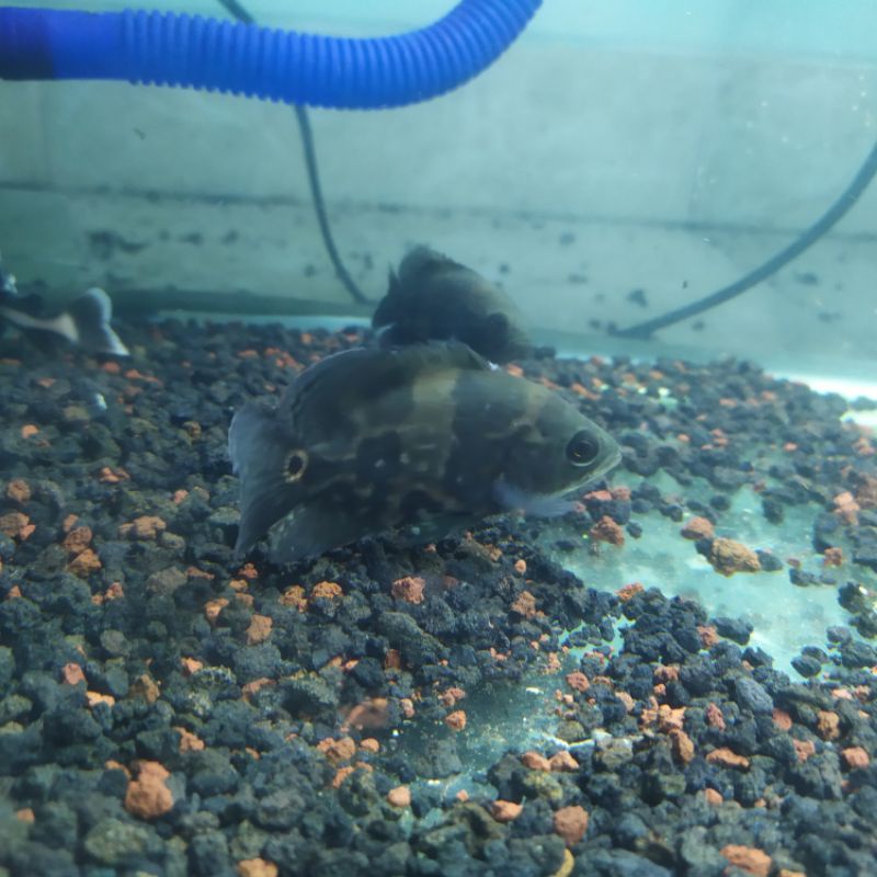 Oscar Tiger Batik 2,5 Jari