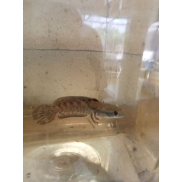 

ikan chana blue pulcra 7-10cm