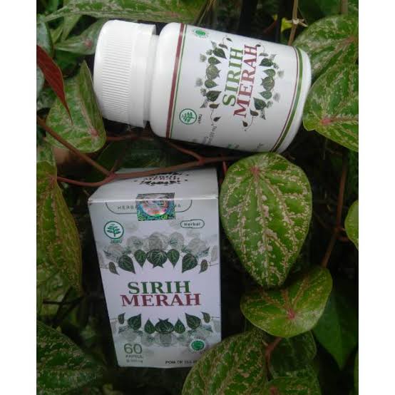 

sirih merah hiu . herbal diabetes . kolesterol . sirih merah Diskon