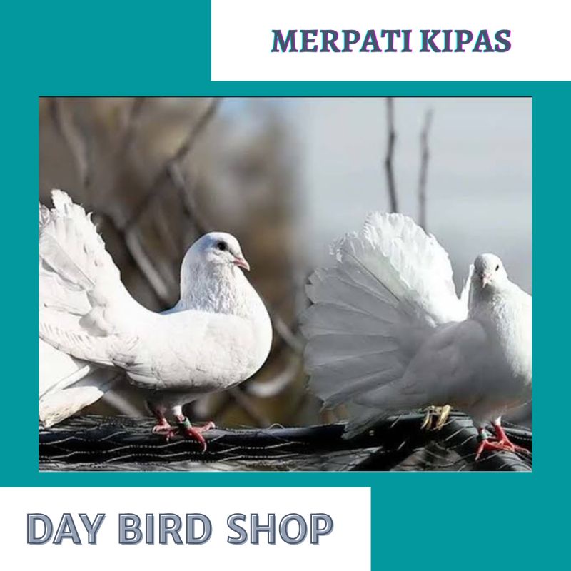 BURUNG MERPATI KIPAS SEPASANG SIAPAN