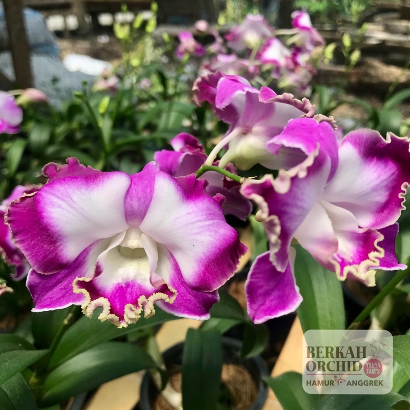 Anggrek berbunga spike Dendrobium Thailand King Dragon 953