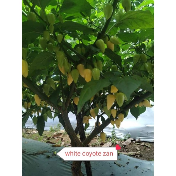 Cabe Unik White coyote zan -Fresh seeds 10 Biji