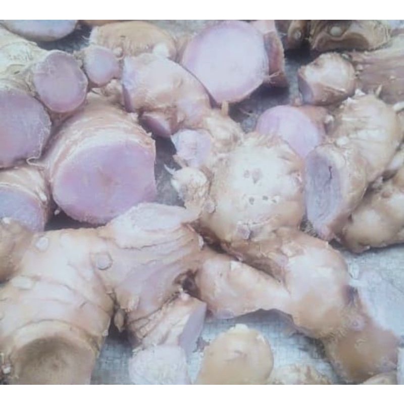 Jual Rimpang bangle hitam panglai hitam segar 200 gram