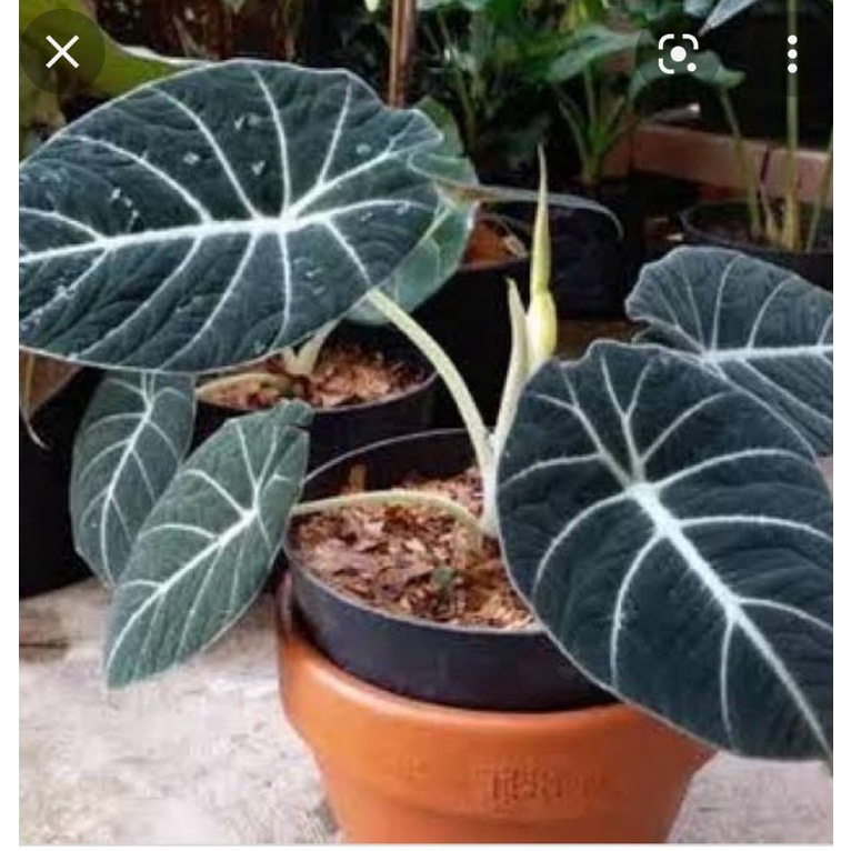Bunga keladi/talas tengkorak