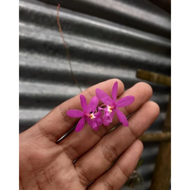 Anggrek tanah epidendrum bunga ungu / bibit anggrek tanah epidendrum viral / termurah&terlengkap