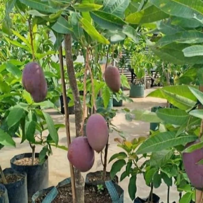 Bibit Tanaman Mangga Erwin Ungu FF11