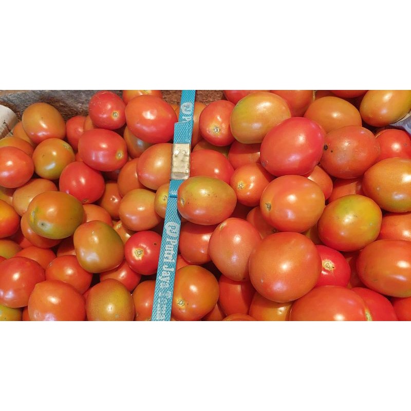 

tomat merah 1 kg