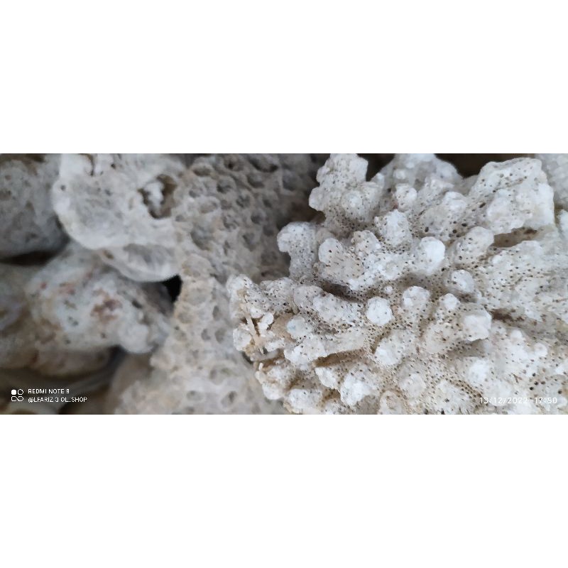 batu karang laut asli 1.pcs