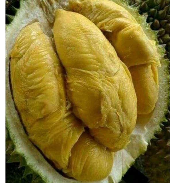 ㅛ Bibit Pohon Durian Montong Thailand Okulasi Pendek Cepat Berbuah ⇾