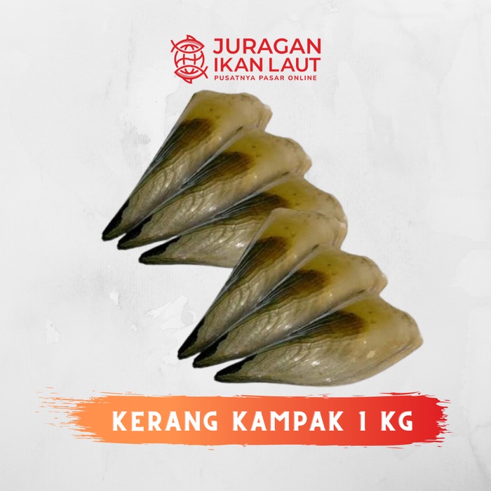 

Kerang Kampak Scallop Segar Berkualitas - 1 Kilogram