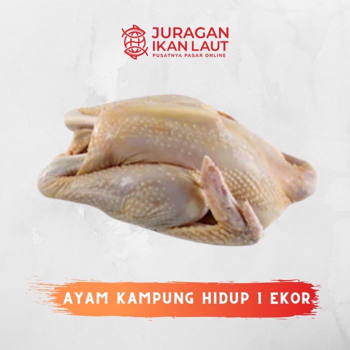 

Ayam Kampung Utuh Mentah Hidup Potong - 1 Ekor